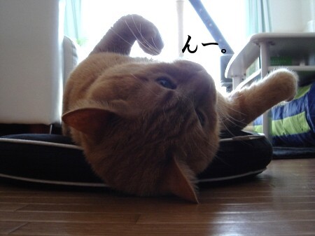 猫寝心地の悪い座布団 (3)