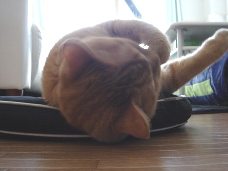 猫寝心地の悪い座布団 (4)