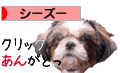 <br><br /><br /><br /><br /><br /><br />にほんブログ村 犬ブログ シーズーへ