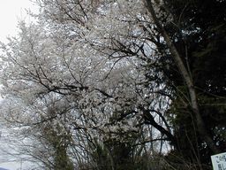 若尾の桜