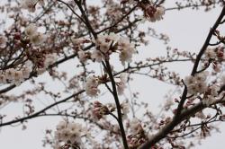 淡路の桜