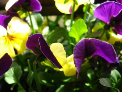 IMG_9549.jpg