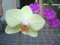 大きな花の胡蝶蘭