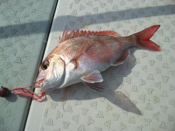 ３３ｃｍ
