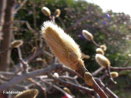 毛皮をまとって春を待つシデコブシの新芽（長居植物園）