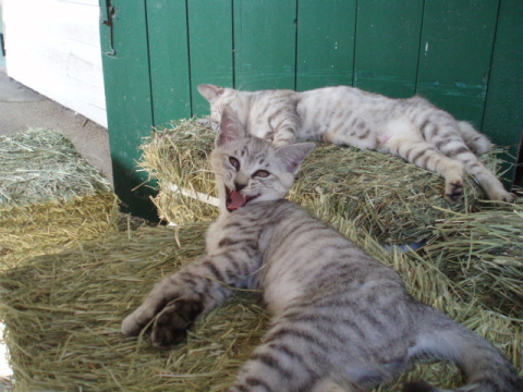 白井牧場の猫ちゃんあくび中
