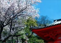 フォトコン・山門の桜