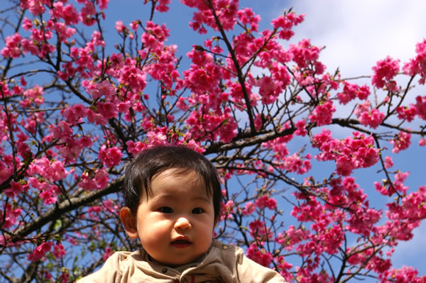 桜♪満開