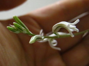 ハオルチア花