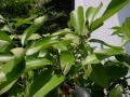 SPAZIOの庭の果樹たち1－3