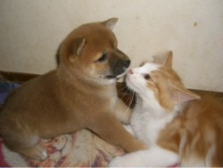 キスする猫と豆柴犬無修正画像