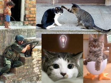 子供も戦争は反対！と猫たちです！完全修正写真画像