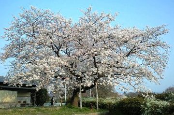 2009鴨川の桜⑪