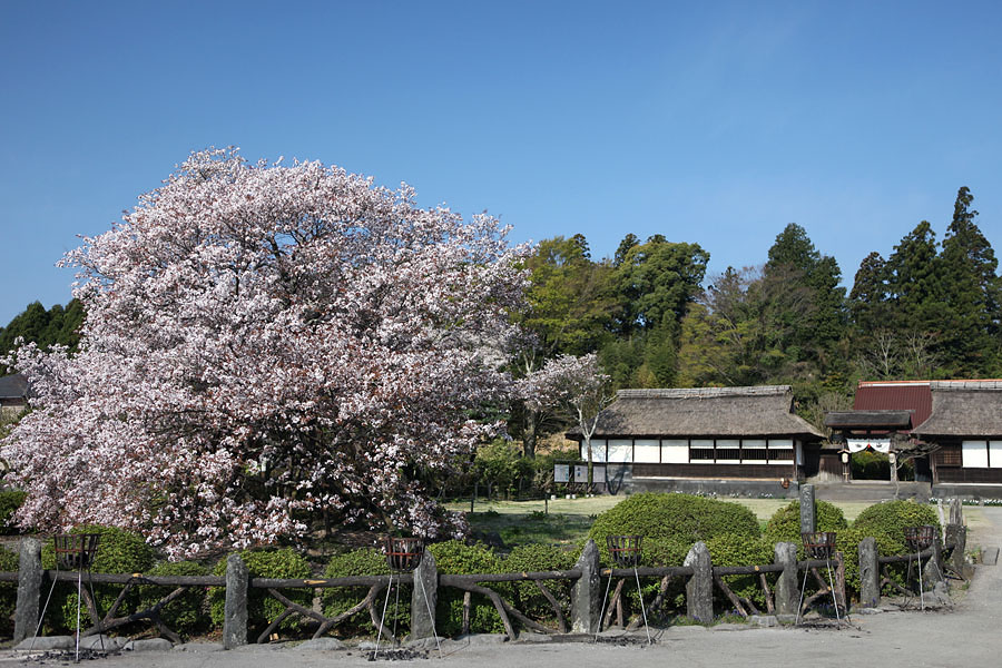 富士花鳥園 公式ブログ 狩宿の下馬桜 かりやどのげばざくら
