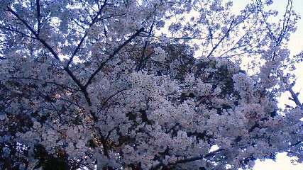 目白桜　満開