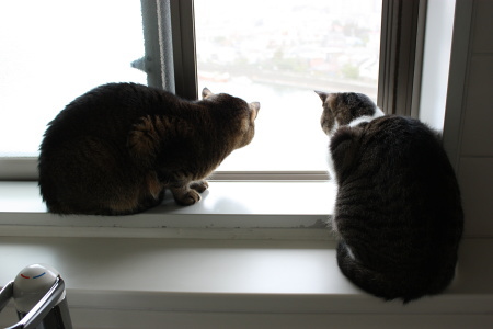 窓際猫２