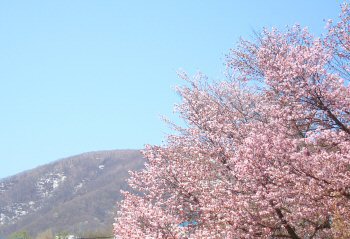 cherry blossom-1