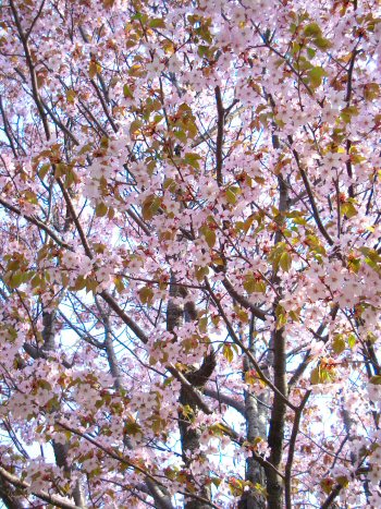 cherry blossom-3